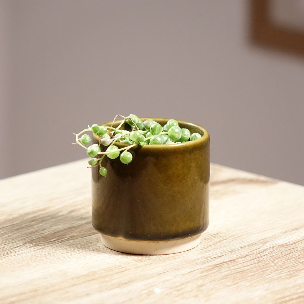 Senecio rowleyanus Variegata - Parelketting