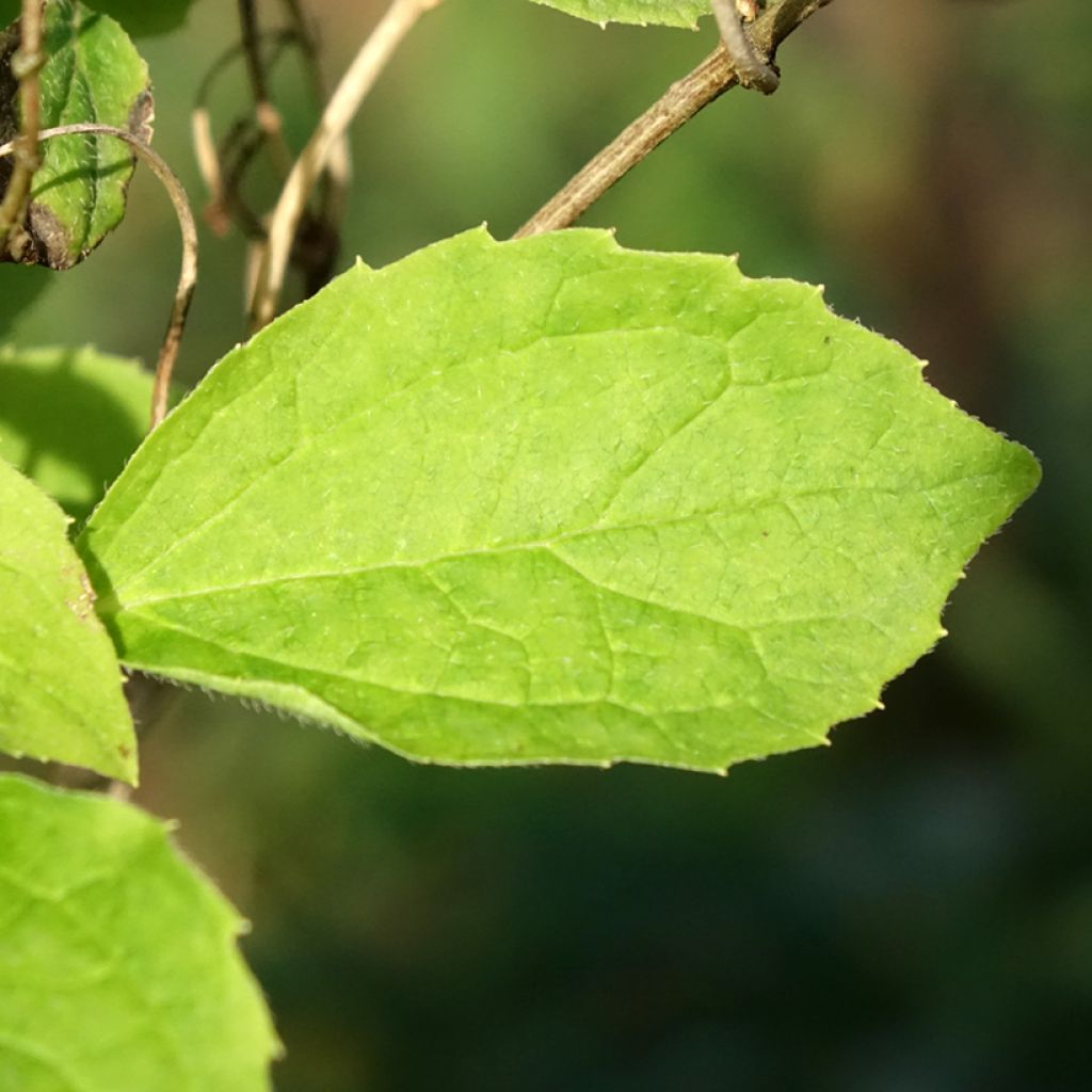 Philadelphus coronarius Kostelec WB - Boerenjasmijn