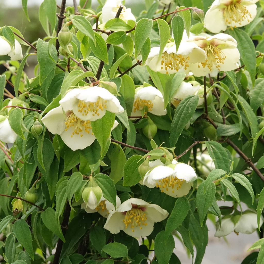 Philadelphus mexicanus - Boerenjasmijn