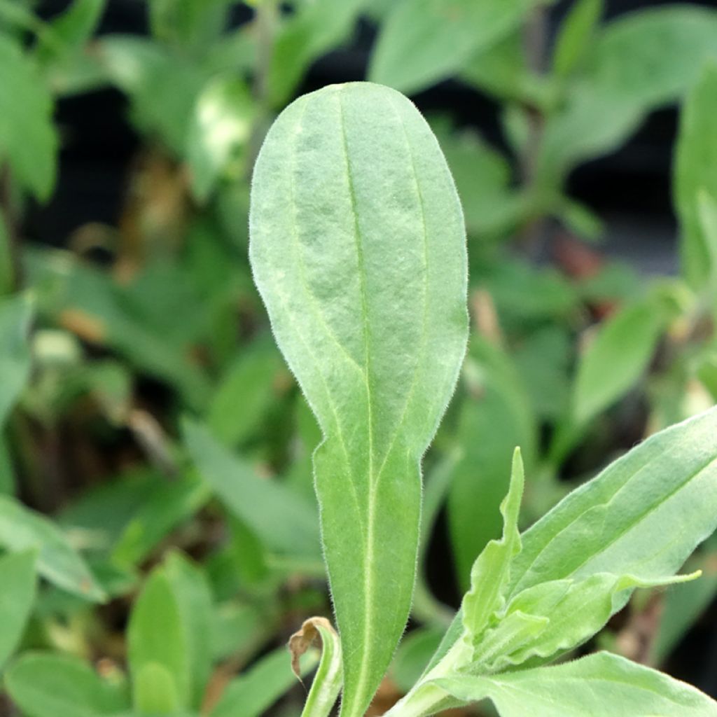 Silene latifolia alba - Avondkoekoeksbloem
