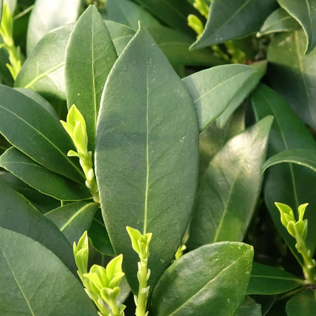 Skimmia japonica Kew White - Japanse skimmia
