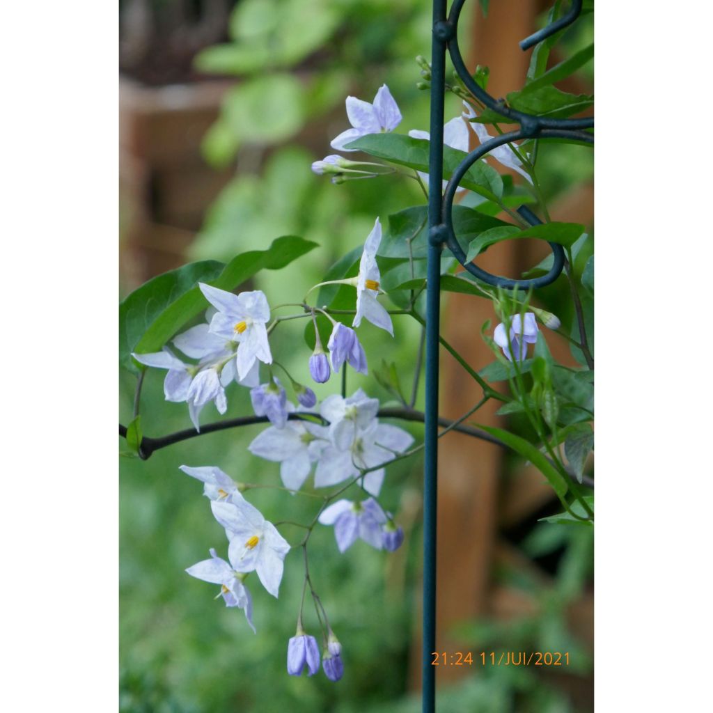 Solanum jasminoides Blauw - Morelle faux-jasmin
