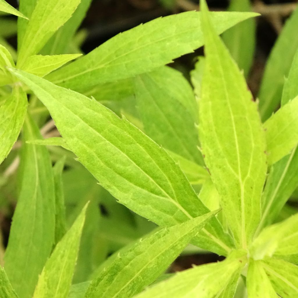 Solidago Golden Mosa - Guldenroede
