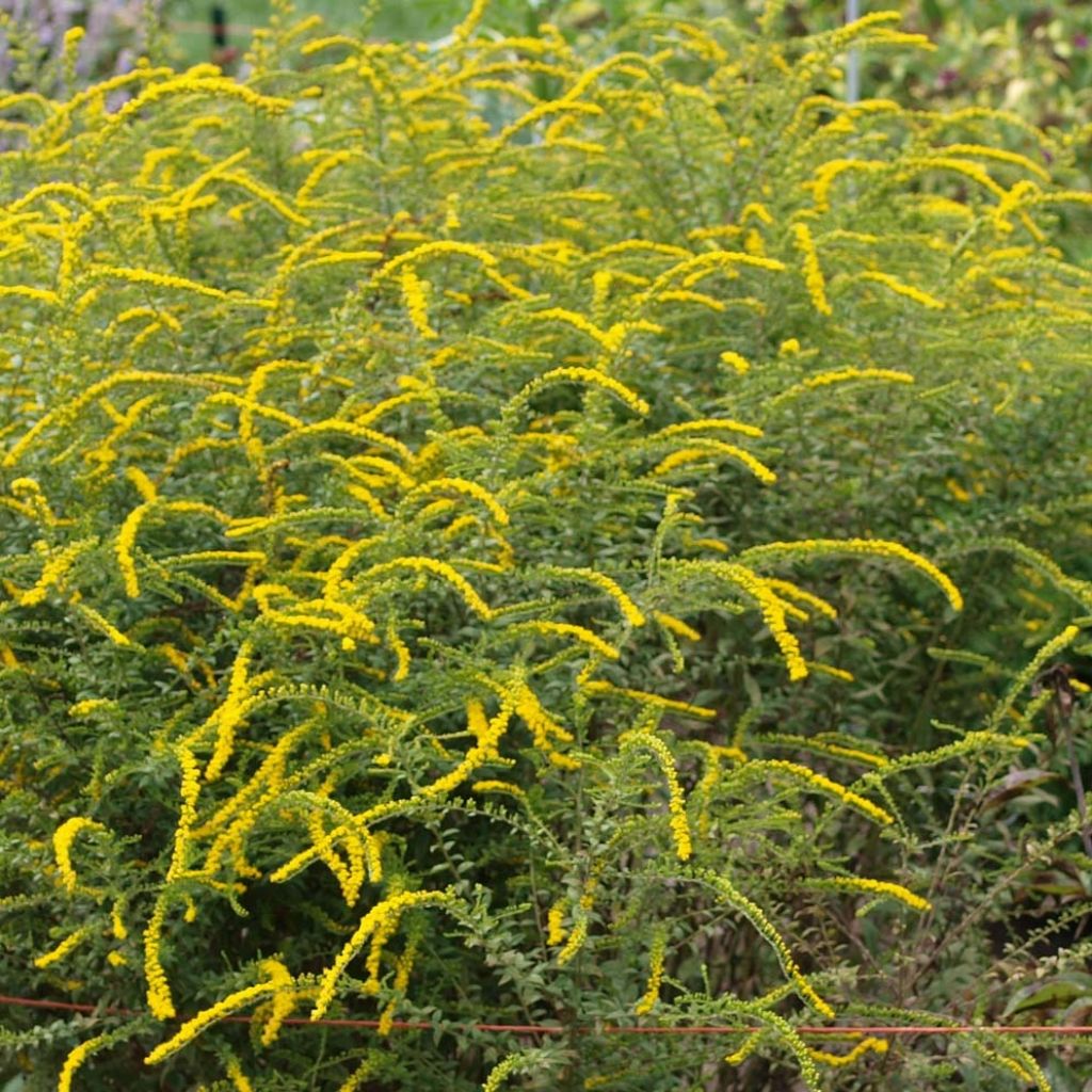 Solidago rugosa Fireworks - Guldenroede
