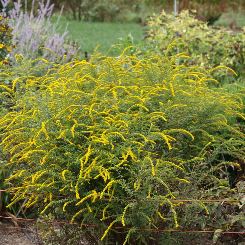 Solidago rugosa Fireworks - Guldenroede