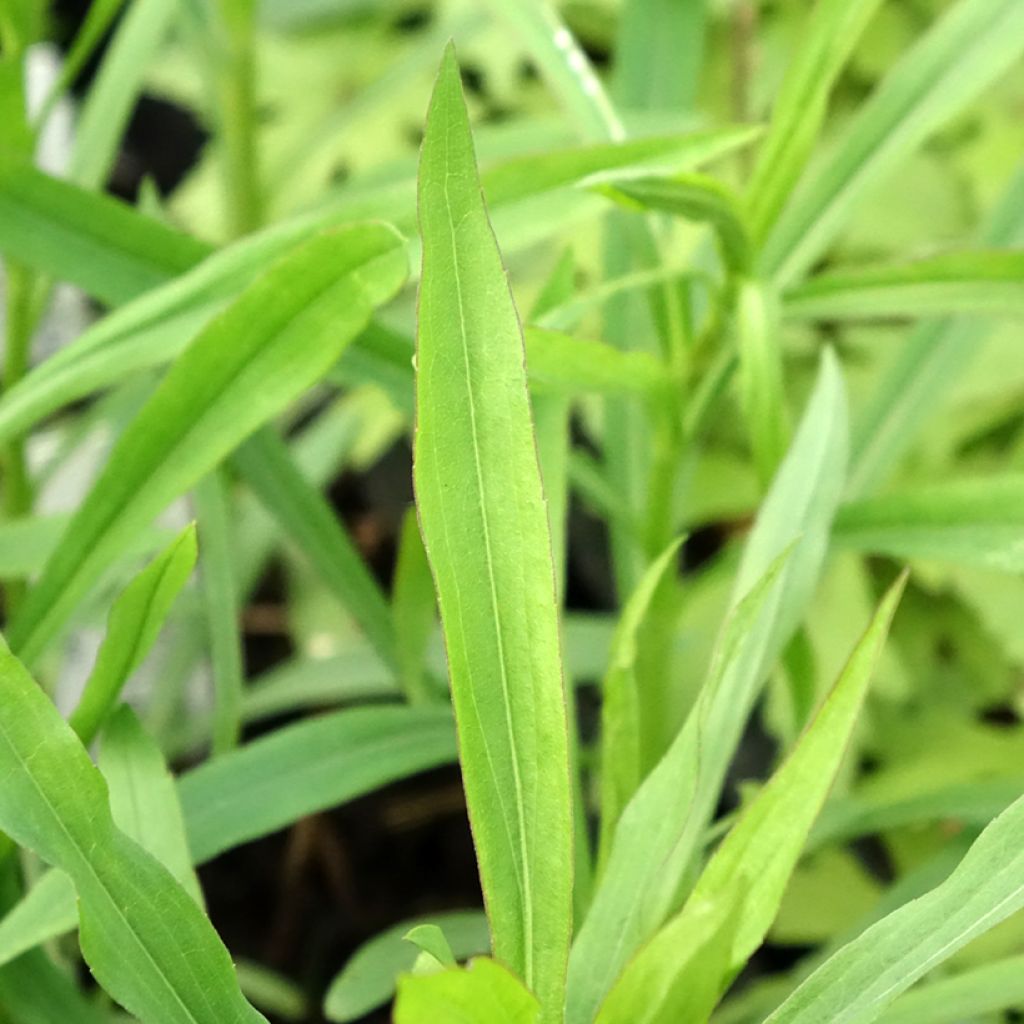 Solidaster luteus Lemore - Guldenroede