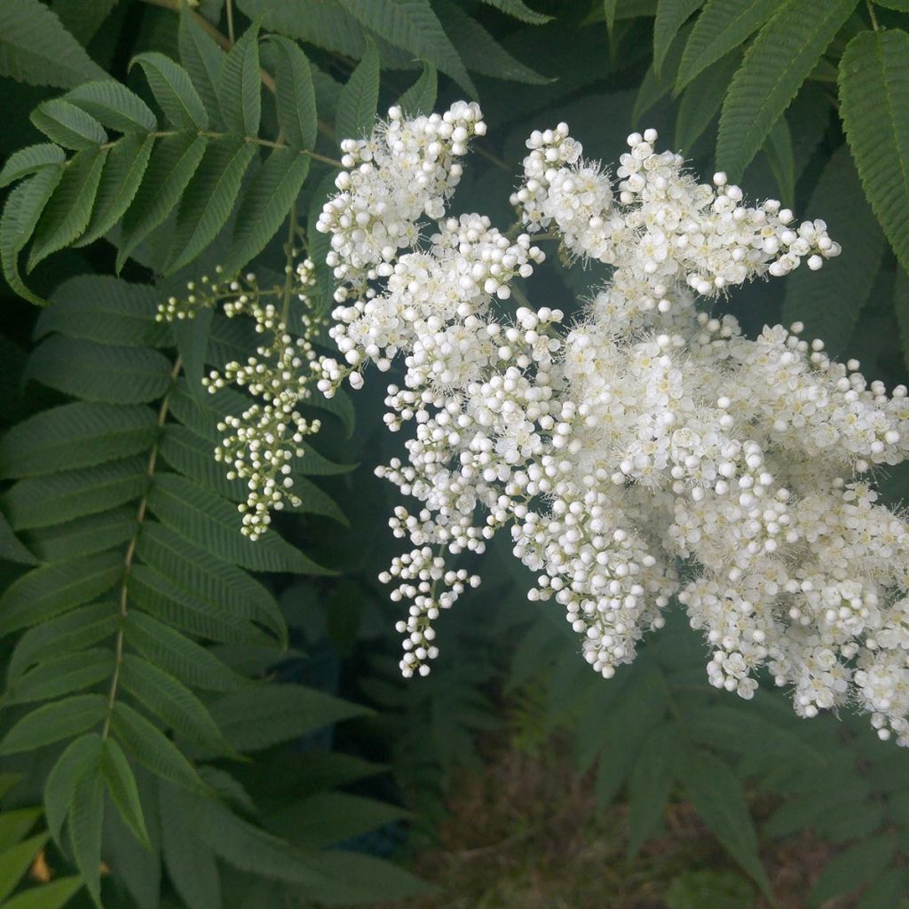 Sorbaria sorbifolia - Lijsterbesspirea