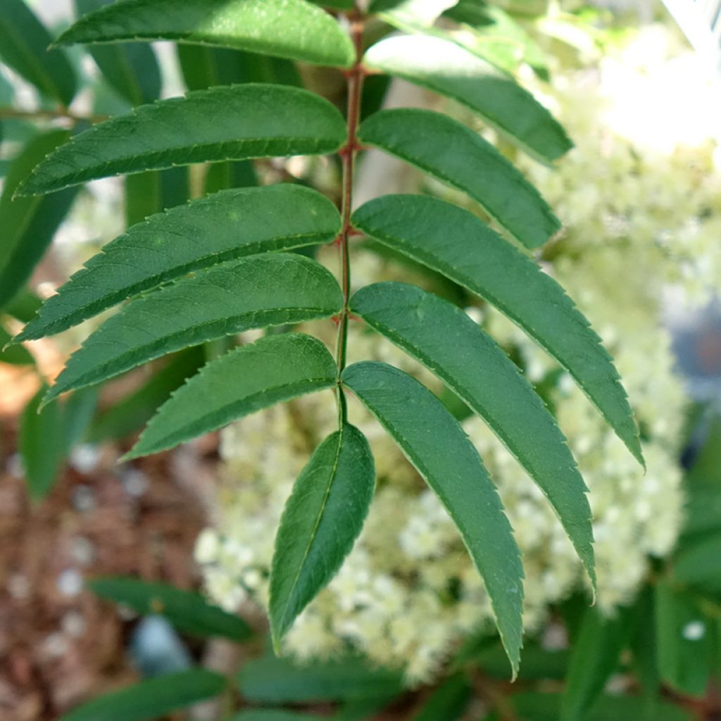 Sorbus aucuparia Autumn Spire - Wilde lijsterbes