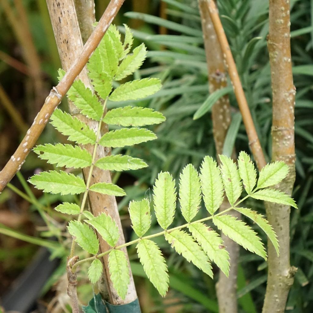 Sorbus matsumurana - Lijsterbes