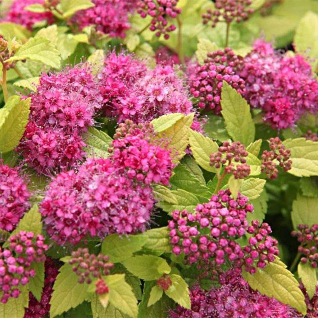 Spiraea japonica Double Play Gold - Spierstruik