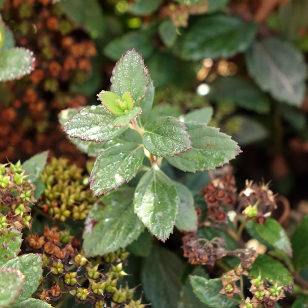 Spiraea japonica Odessa - Spierstruik
