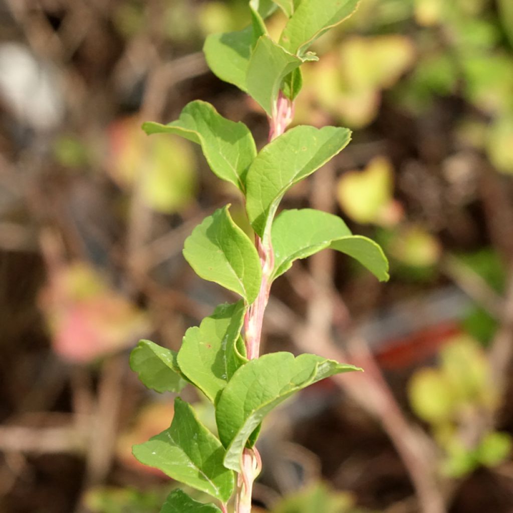 Spiraea nipponica June Bride - Nipponspirea