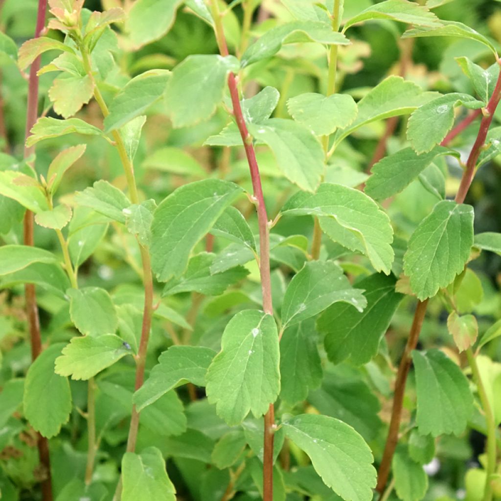 Spiraea nipponica Halward's Silver - Nipponspirea