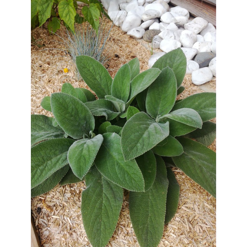 Stachys byzantina Big Ears - Ezelsoor