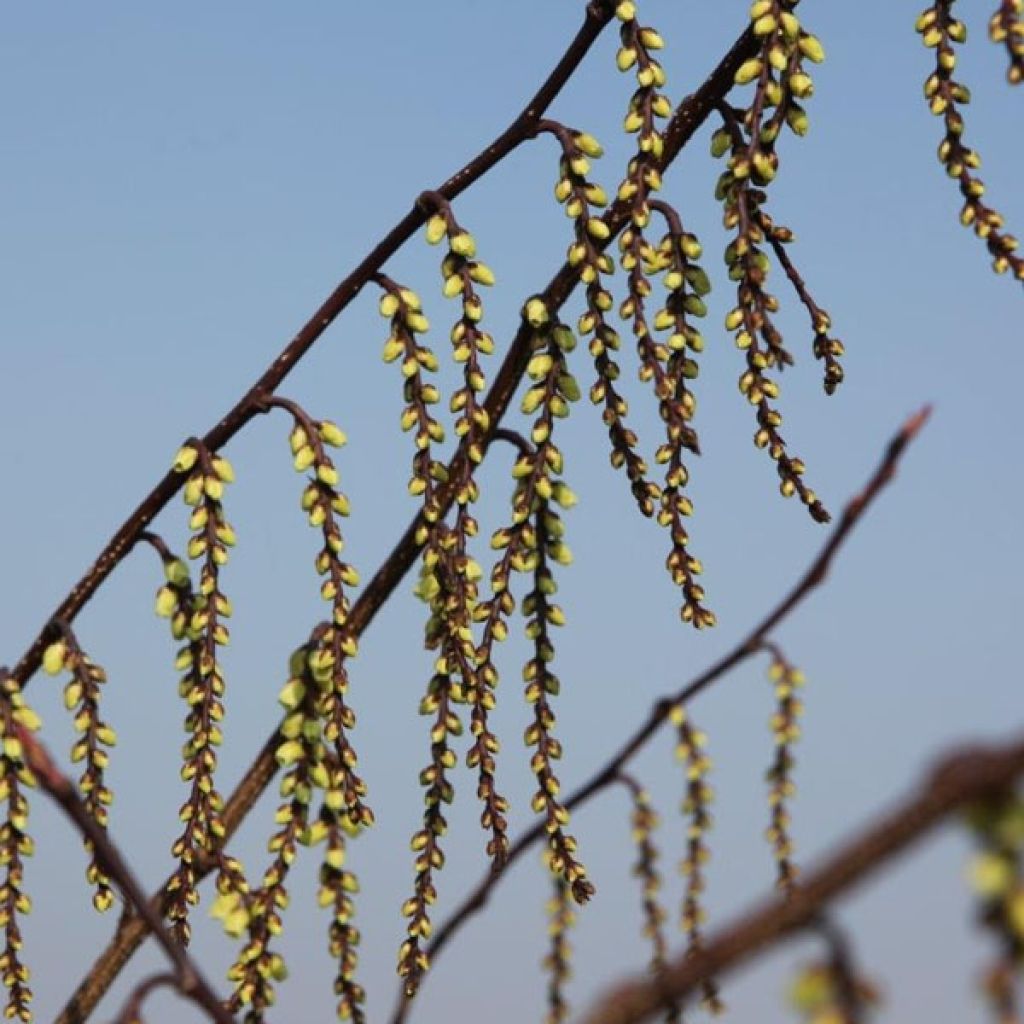 Stachyurus chinensis Celina - Chinese staartaar