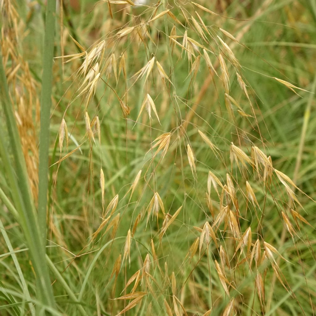 Stipa gigantea - Reuzenvedergras