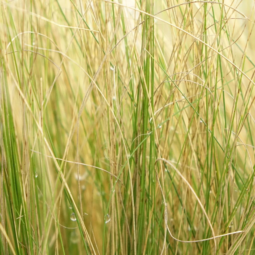 Stipa pennata - Vedergras
