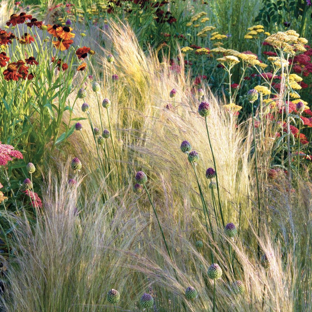 Stipa tenuifolia Pony Tails - Vedergras