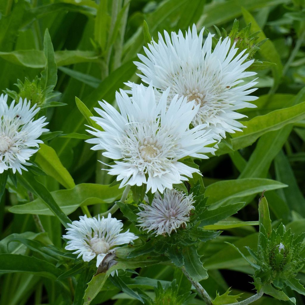 Stokesia laevis Traumerei - Asterlelie