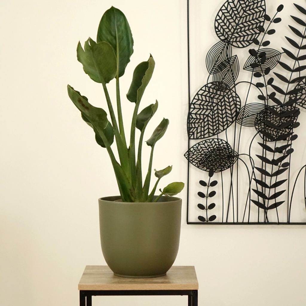 Strelitzia reginae - Paradijsvogelbloem