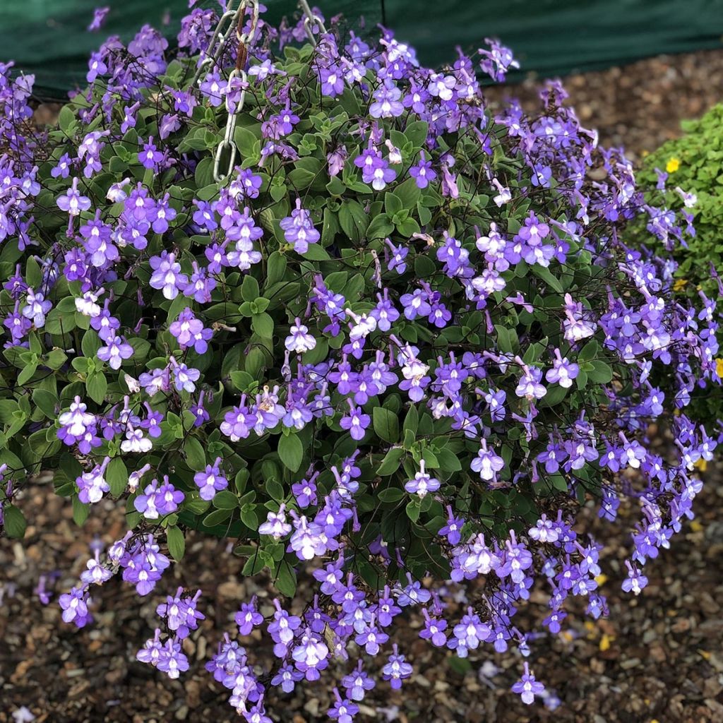 Streptocarpus saxorum Paars - Kaapse primula