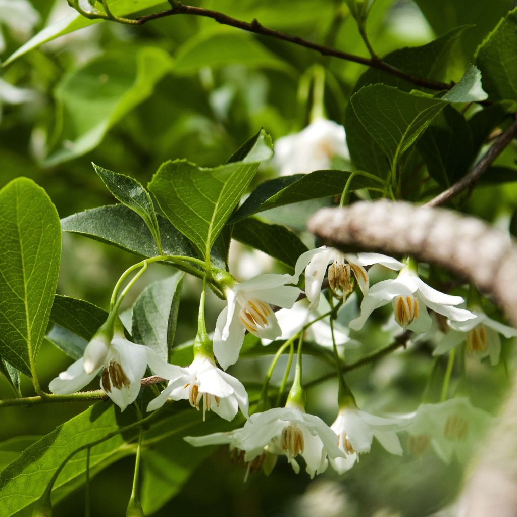 Styrax japonica - Japanse storaxboom