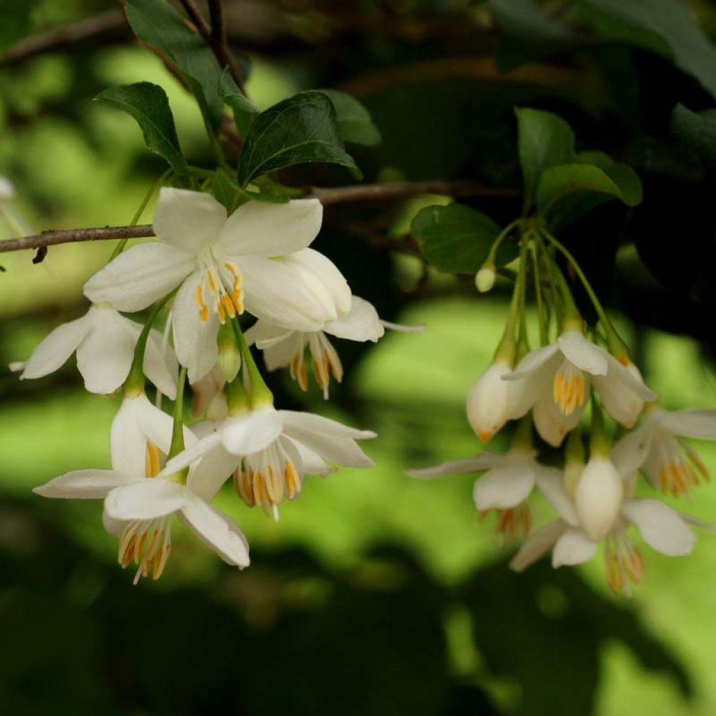 Styrax japonica - Japanse storaxboom