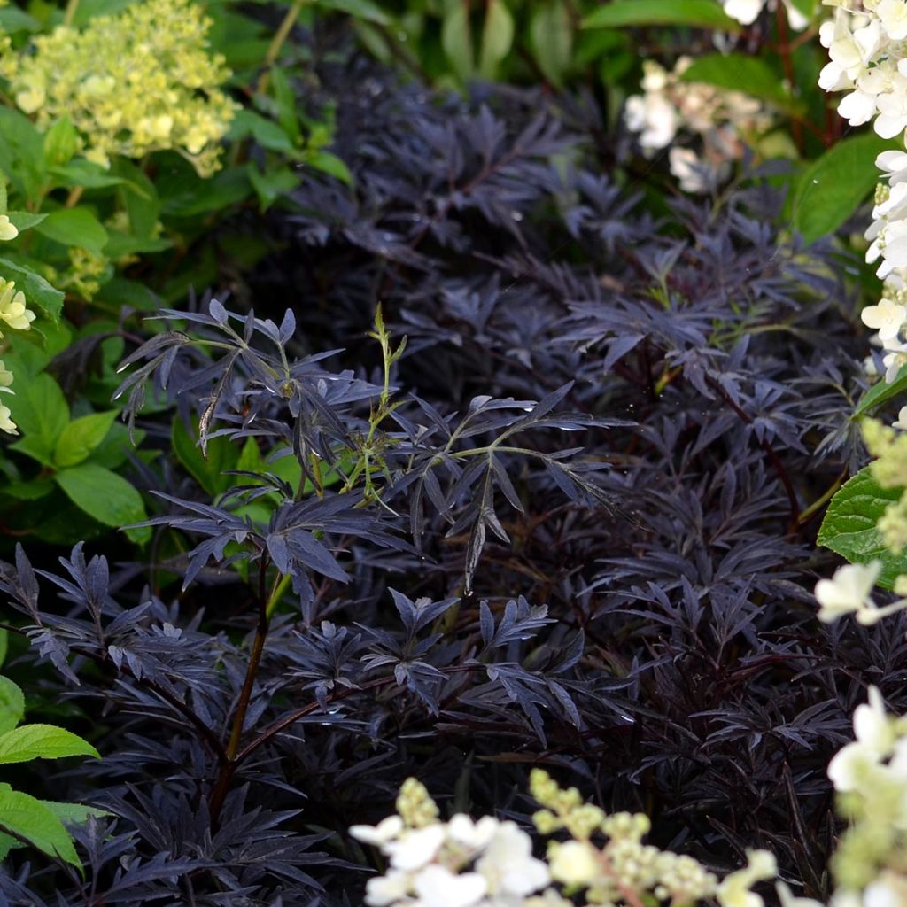 Sambucus nigra Black Lace - Gewone vlier