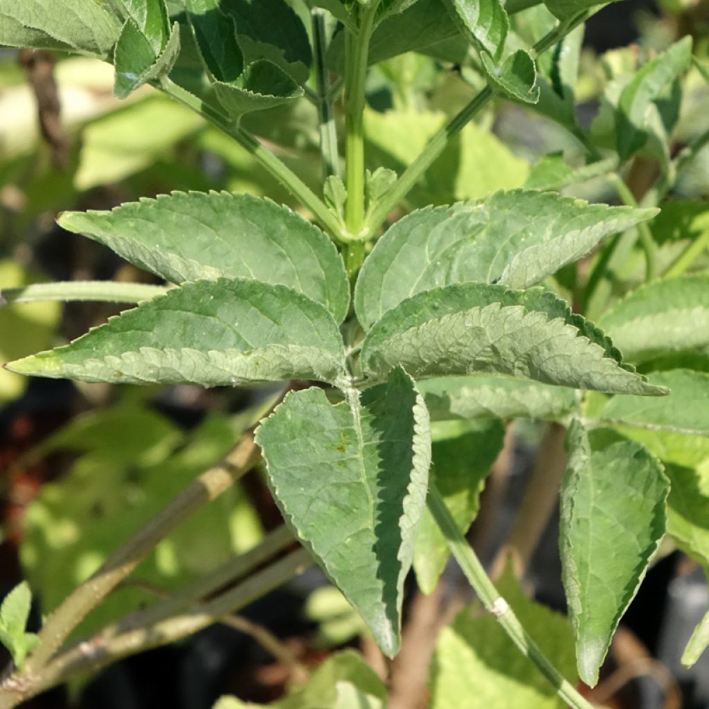 Sambucus nigra - Gewone vlier