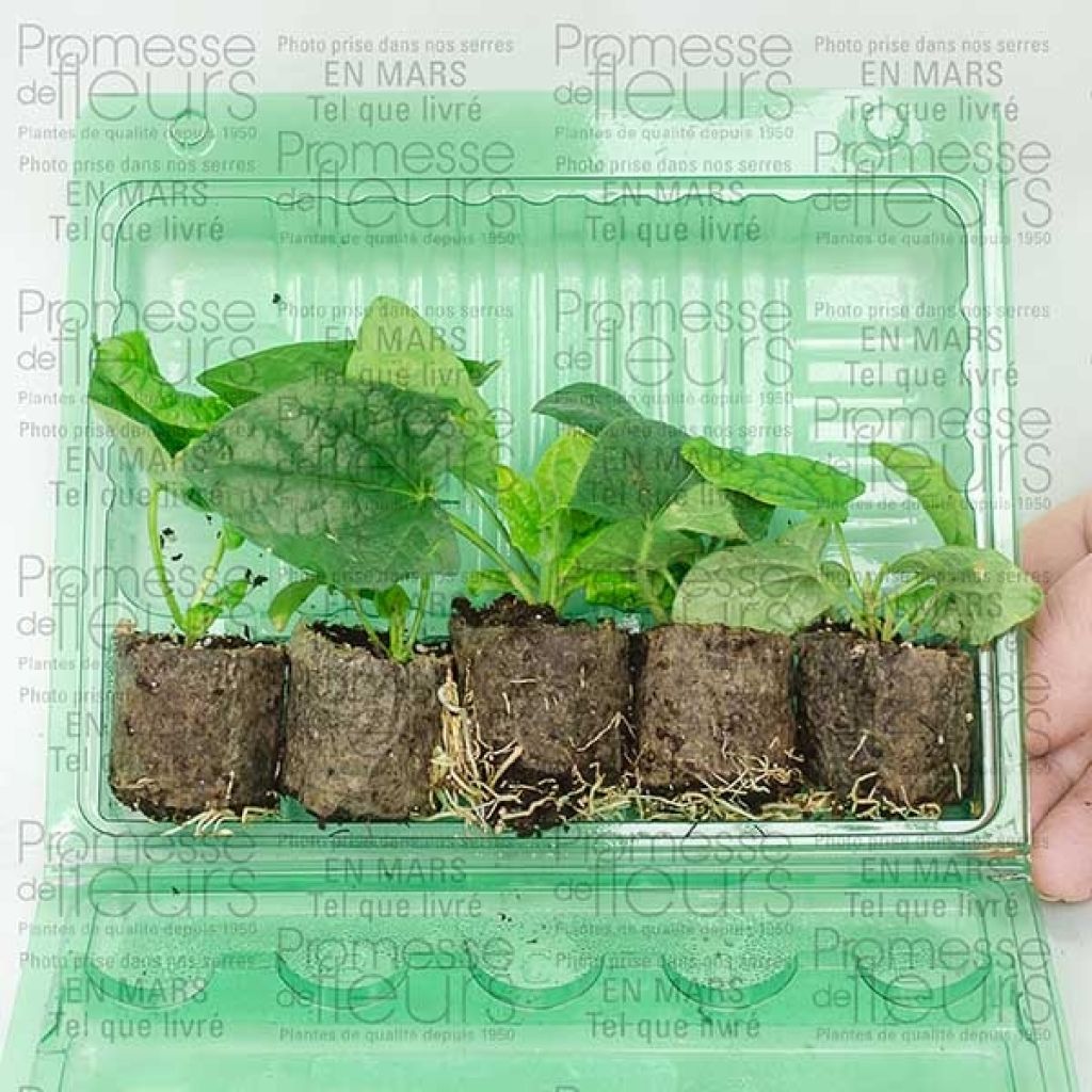 Suzanne orange aux yeux noirs - Thunbergia alata