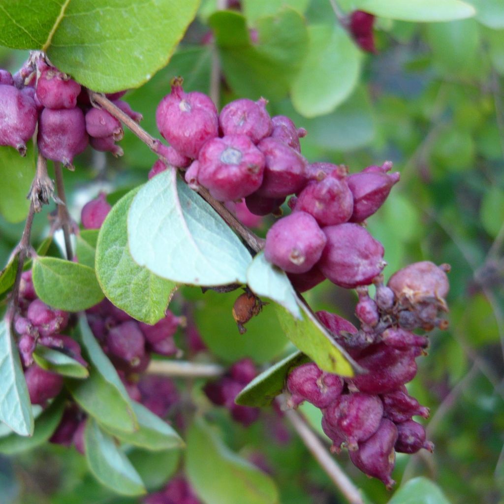 Symphoricarpos orbiculatus - Sneeuwbes