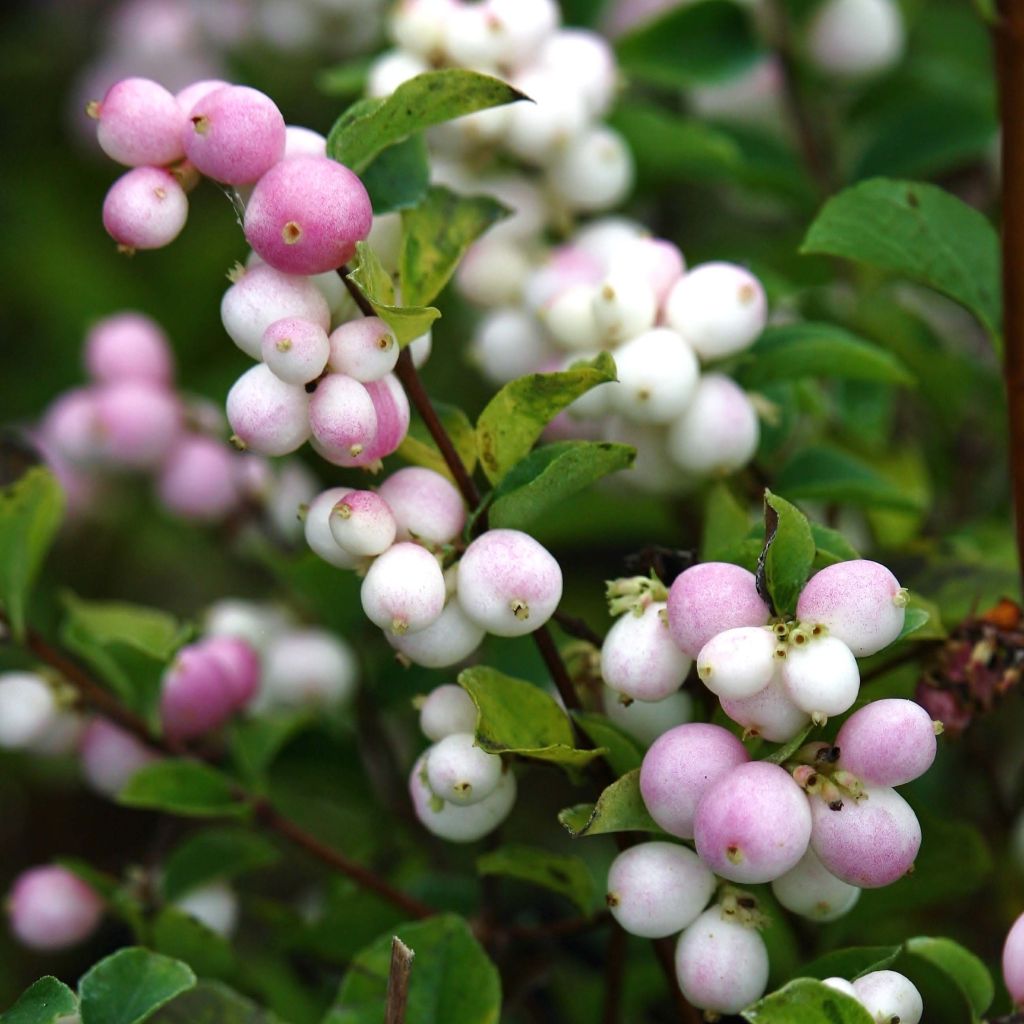 Symphoricarpos Magical Sweet - Sneeuwbes