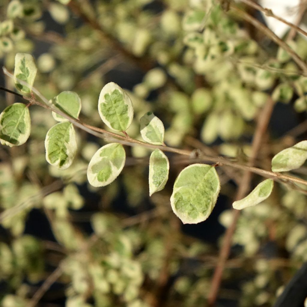 Symphoricarpos chenaultii Fiesta Berry - Sneeuwbes