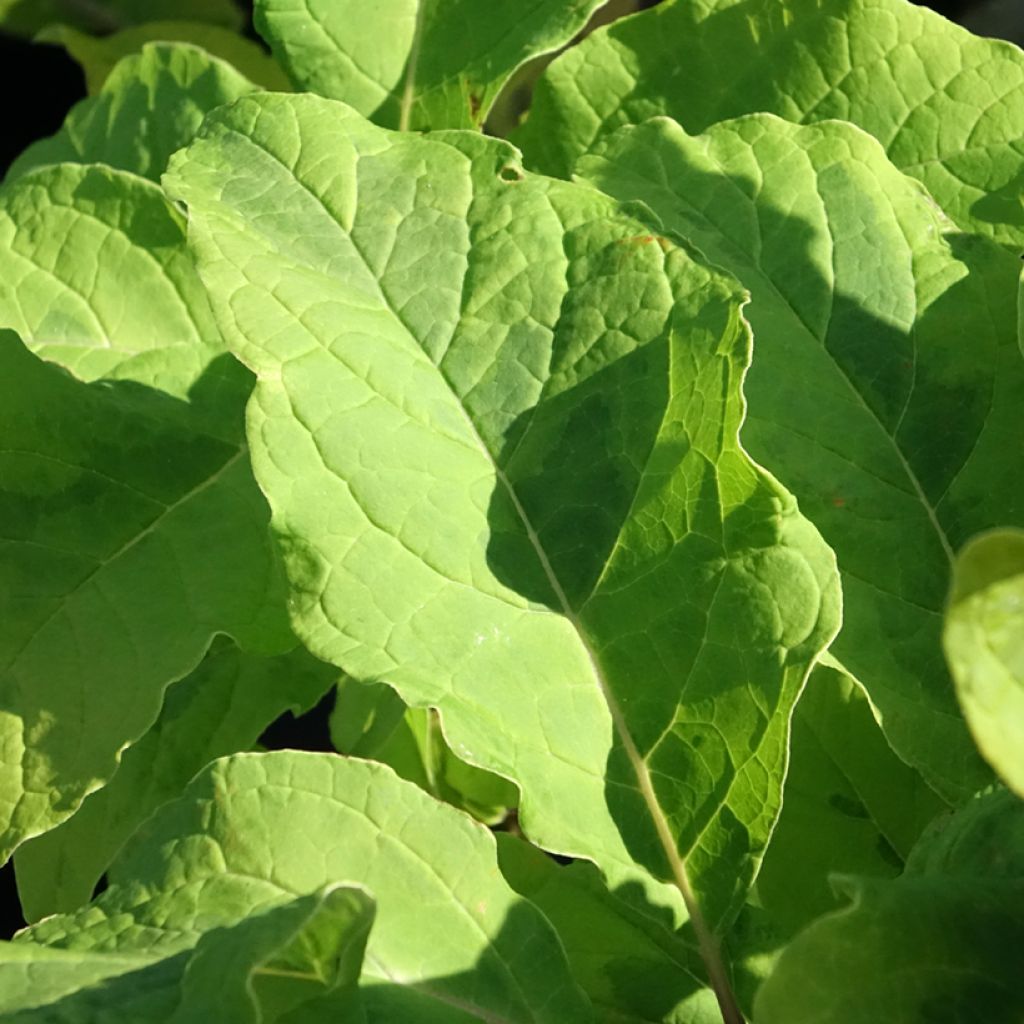 Syringa emodi Aureovariegata - Sering