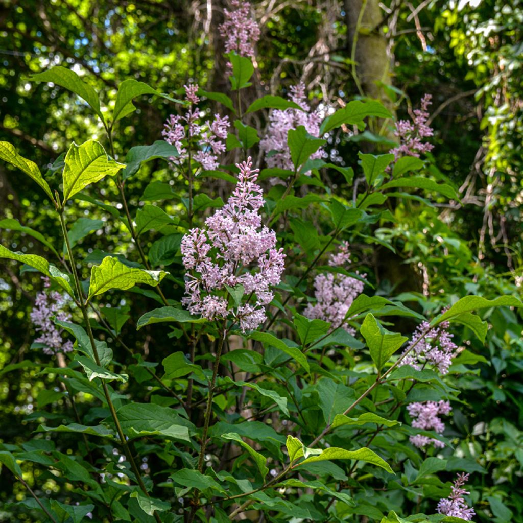 Syringa josikaea - Sering