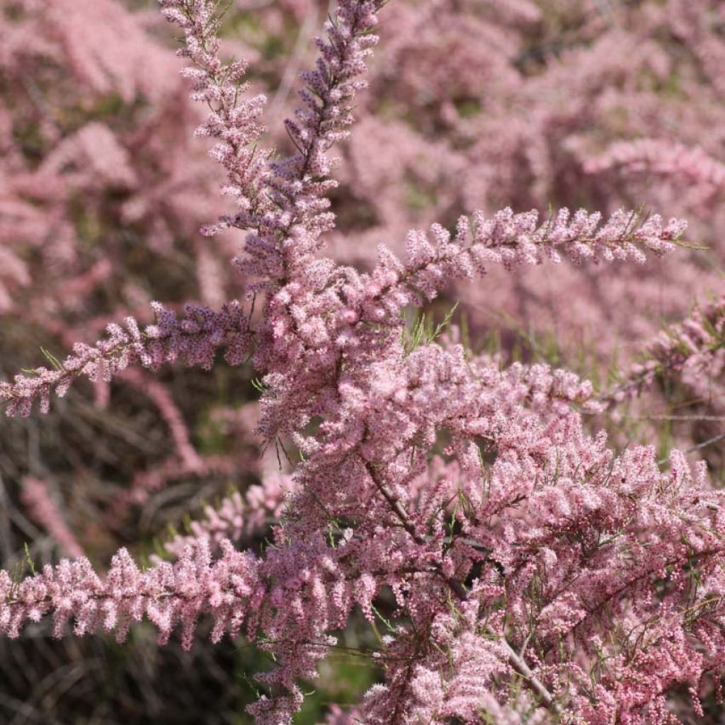 Tamarix parviflora - Tamarisk