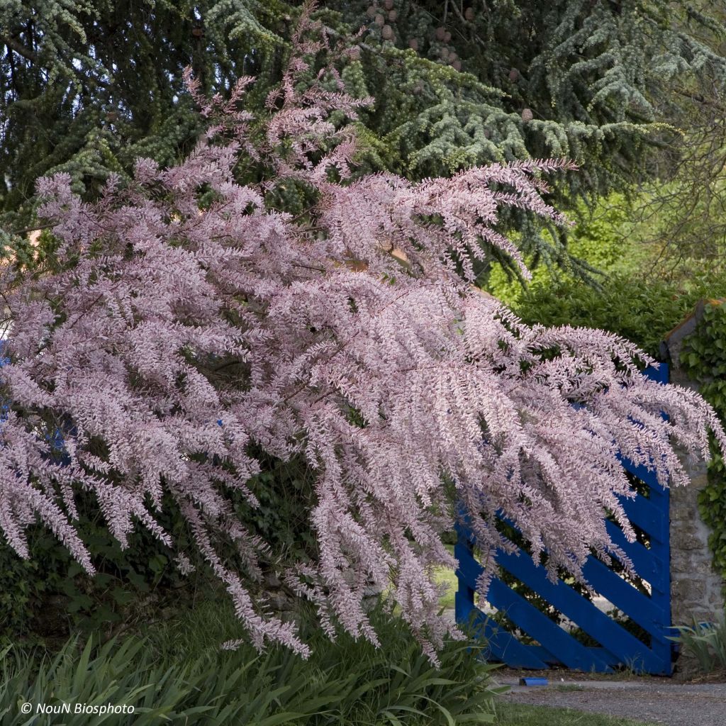 Tamarix tetrandra - Tamarisk