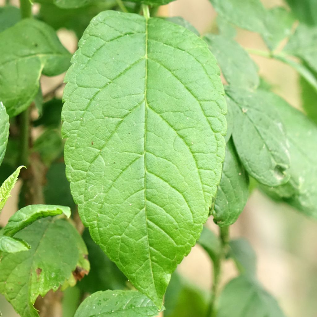 Tecoma stans - Gele bignonia