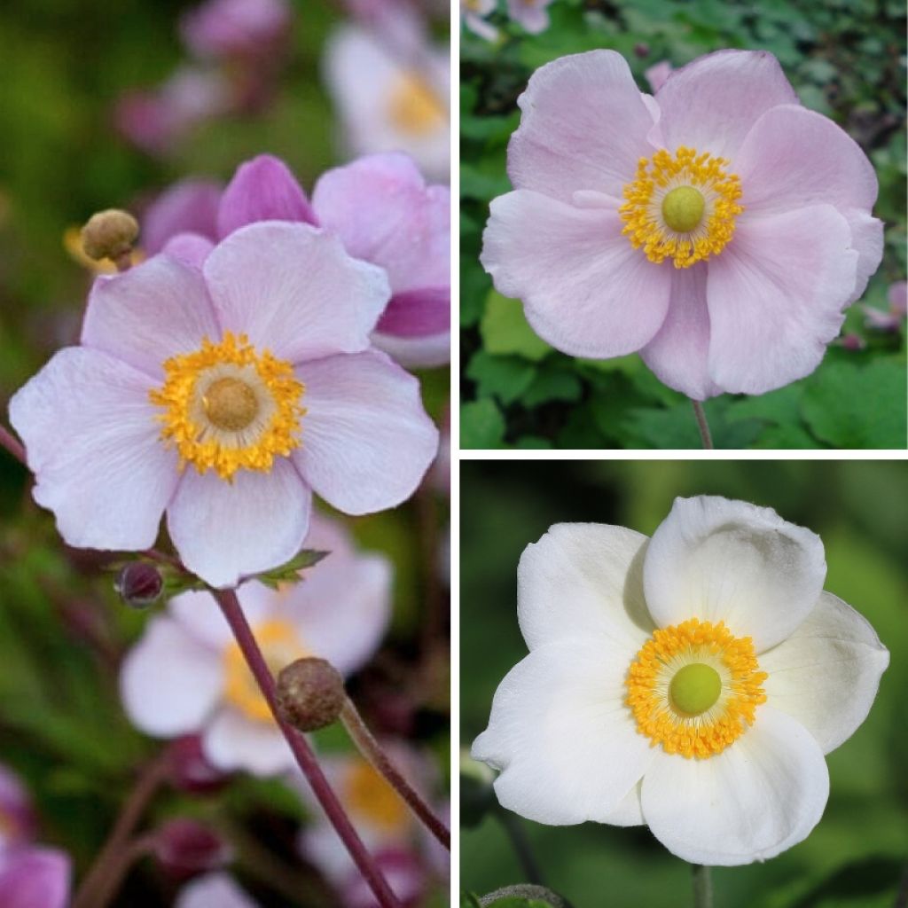 Collectie Japanse Anemonen