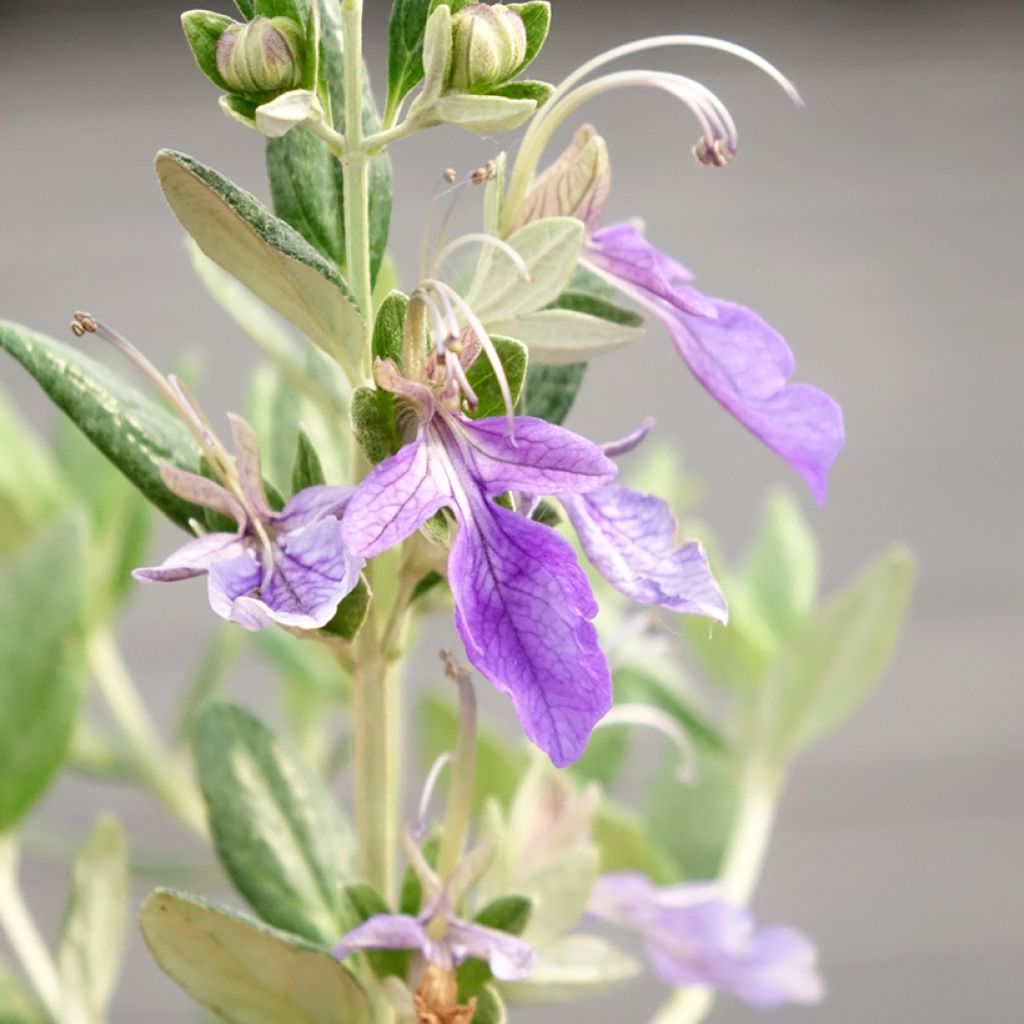 Teucrium fruticans Selection Erecta - Gamander