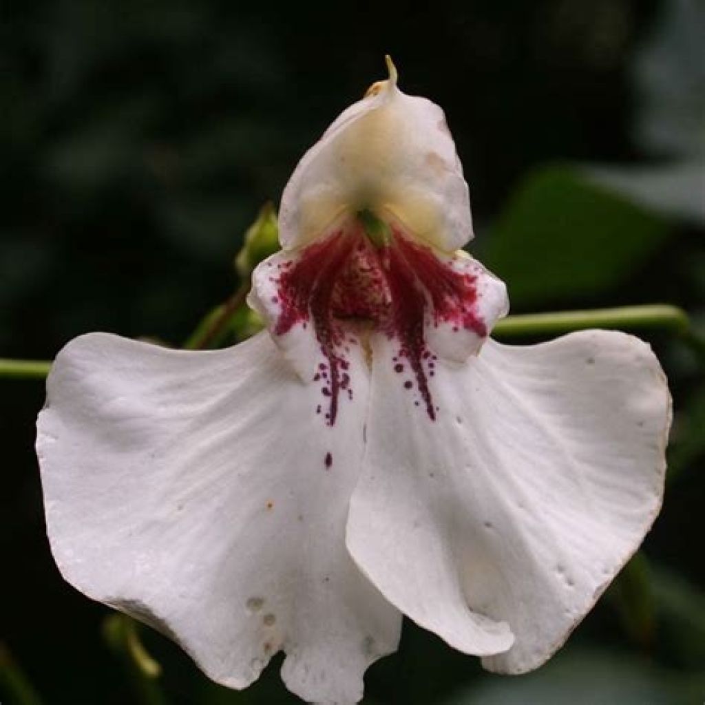 Impatiens tinctoria - Vast vlijtig liesje