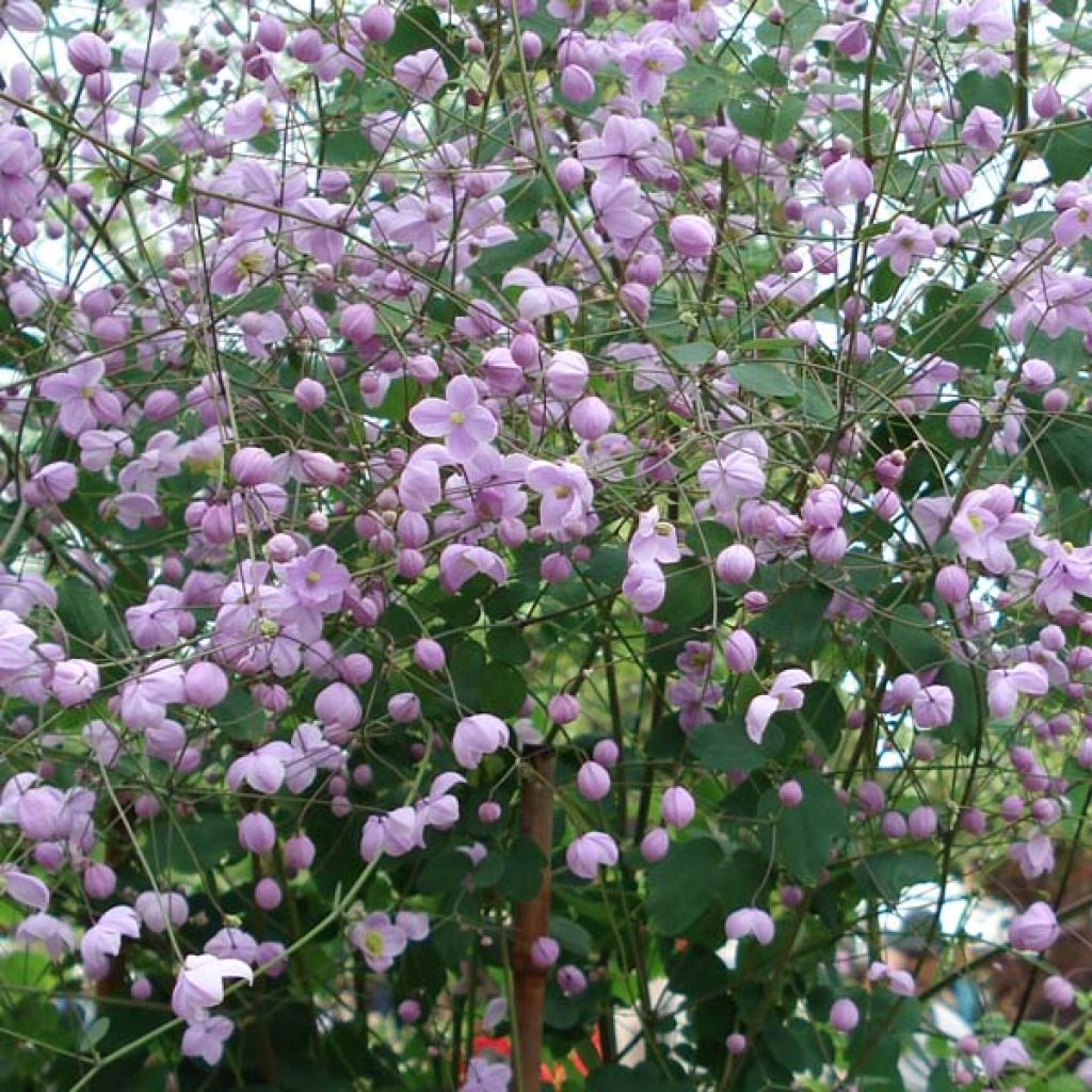 Thalictrum delavayi Splendide - Chinese ruit