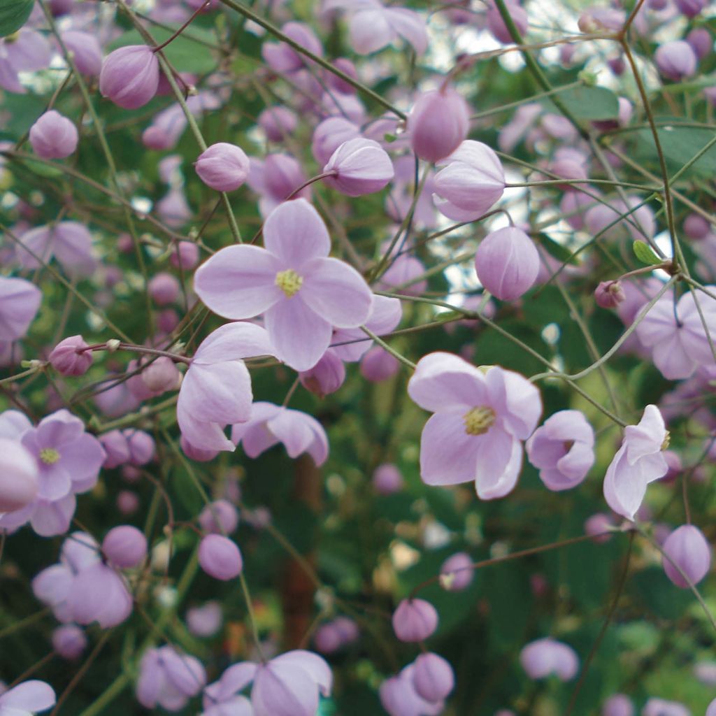 Thalictrum delavayi Splendide - Chinese ruit