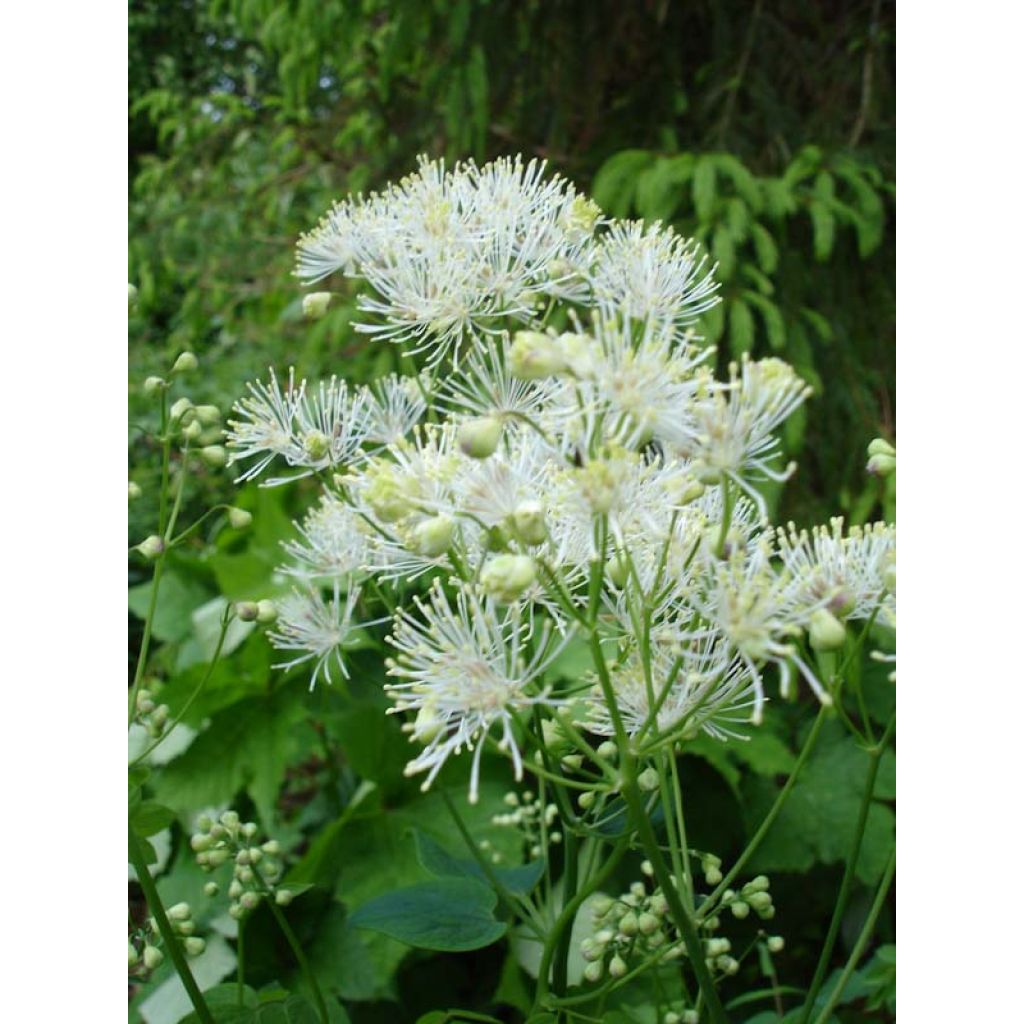 Thalictrum aquilegifolium Album - Akeleiruit