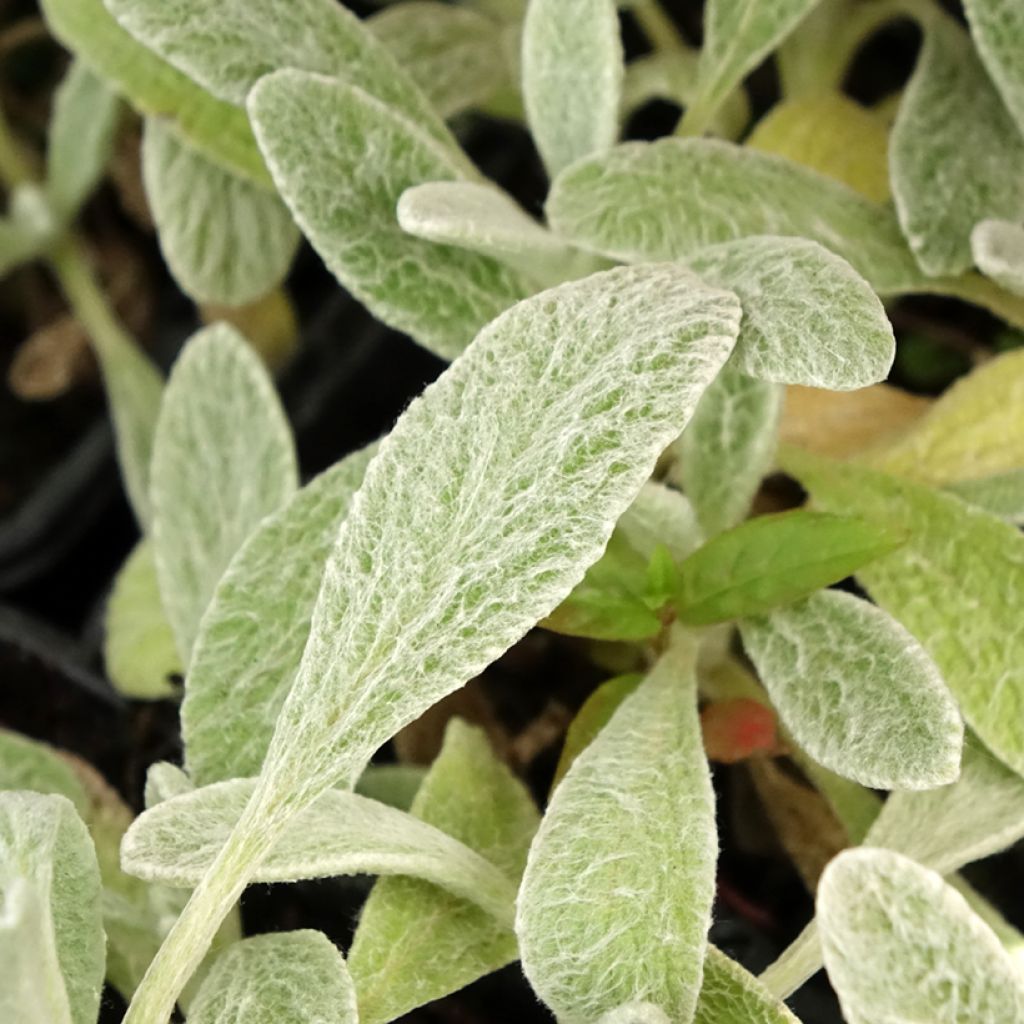 Sideritis syriaca biologisch - Griekse bergthee