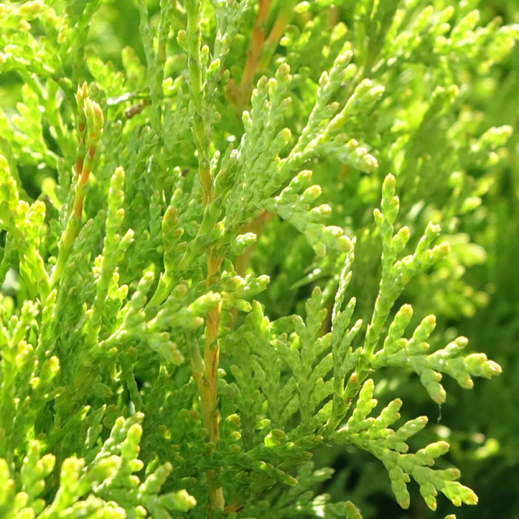 Thuja occidentalis King of Brabant - Westerse levensboom