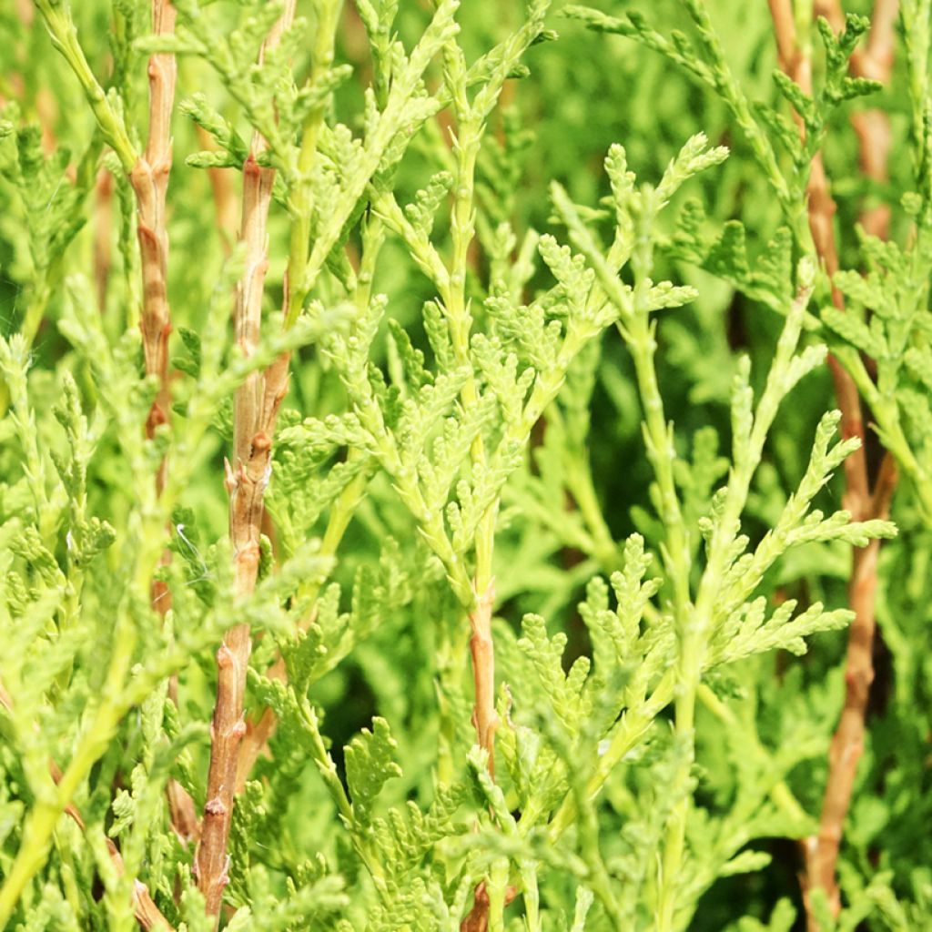 Thuja occidentalis Malonyana Aurea - Westerse levensboom