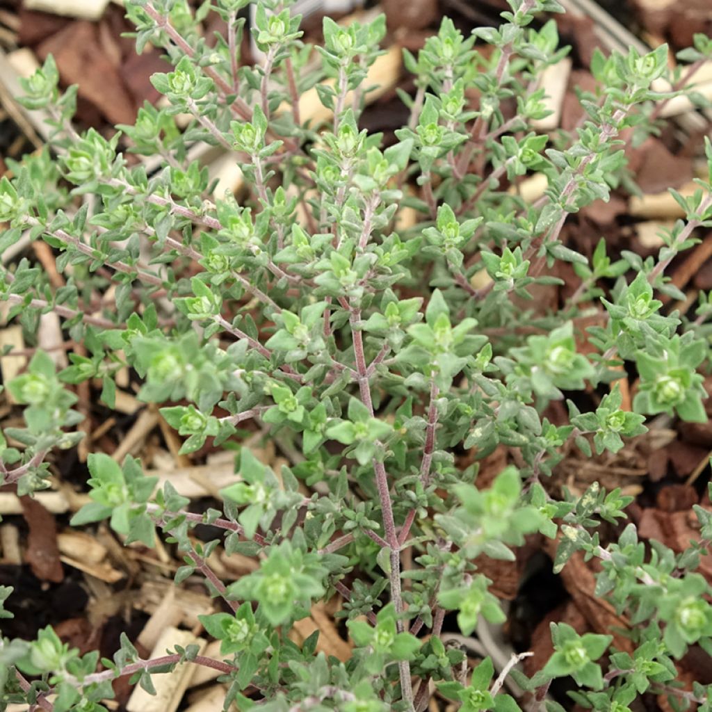 Sinaasappeltijm Fragrantissimus (jonge planten) - Thymus vulgaris