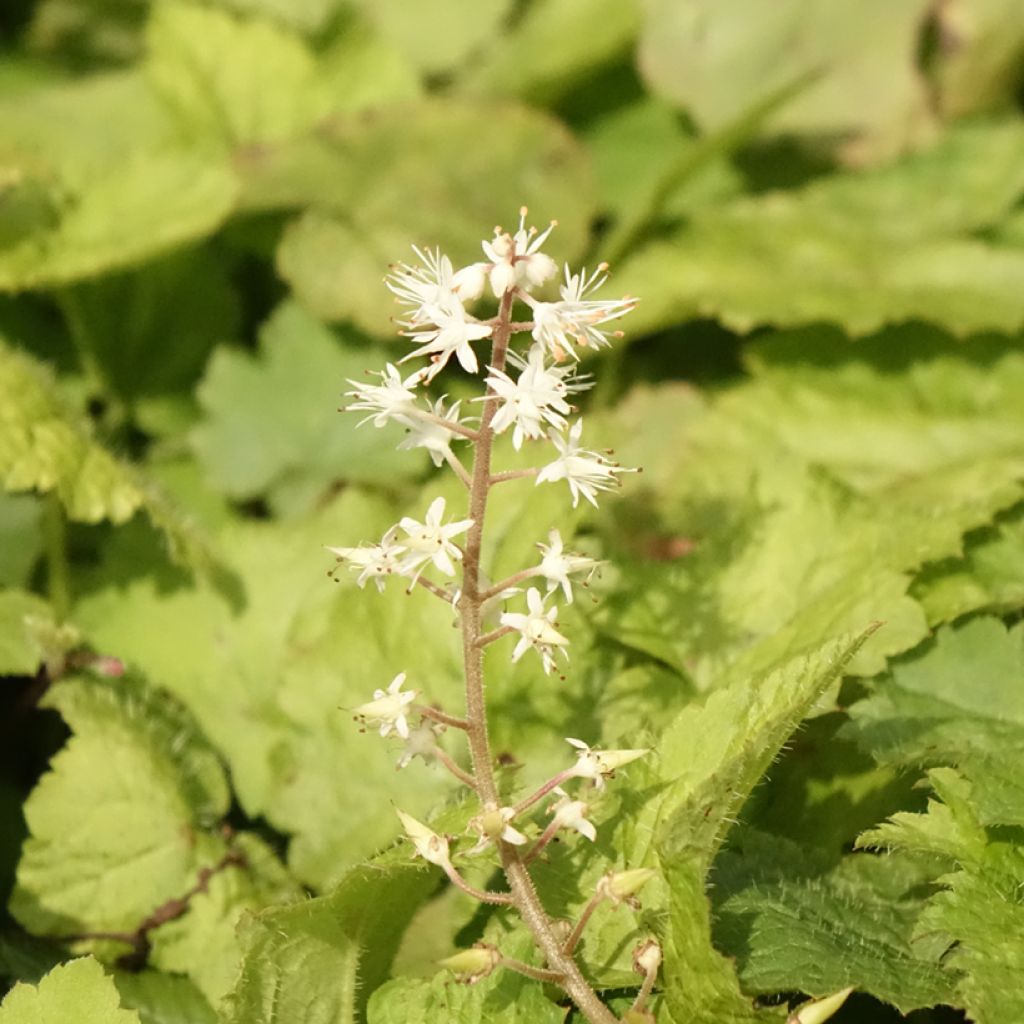 Tiarella cordifolia - Schuimbloem