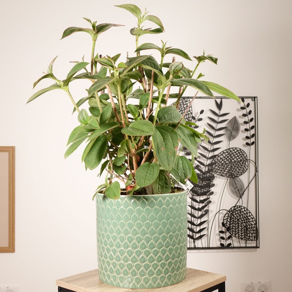 Tibouchina semidecandra - Spinnenbloem